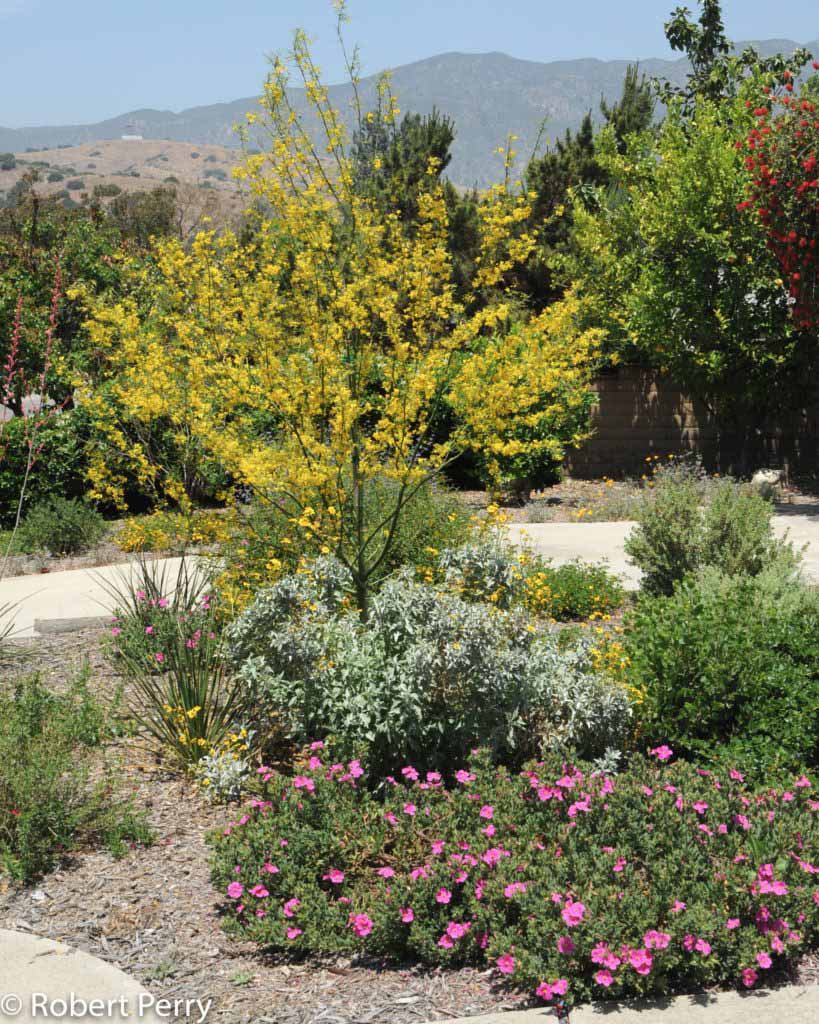 Sunset rockrose Inland Valley Garden Planner