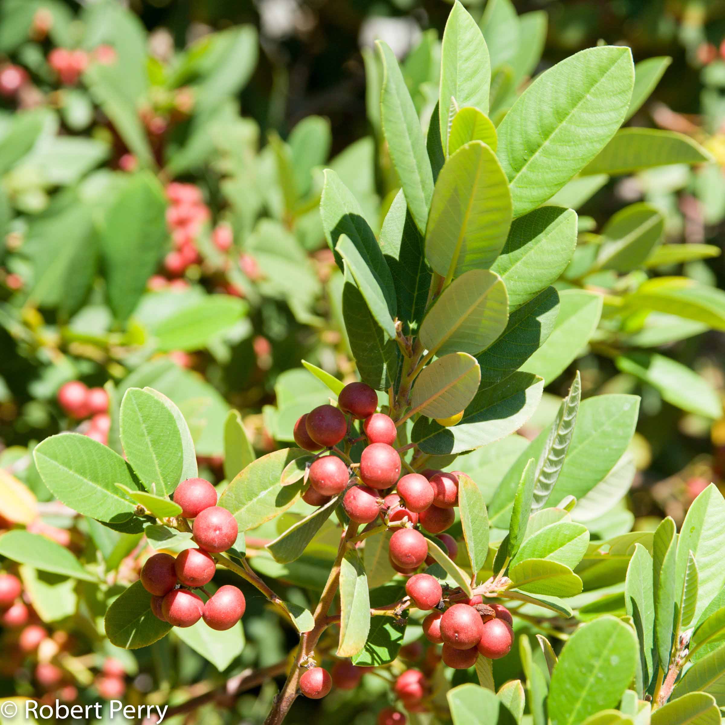 Coffeeberry + cvs - Inland Valley Garden Planner