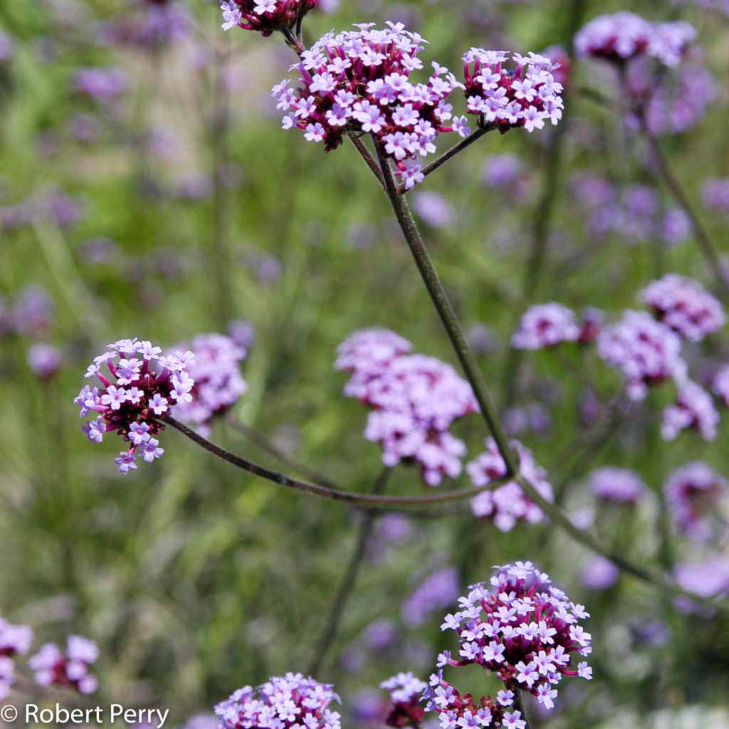 Purpletop vervain - Inland Valley Garden Planner
