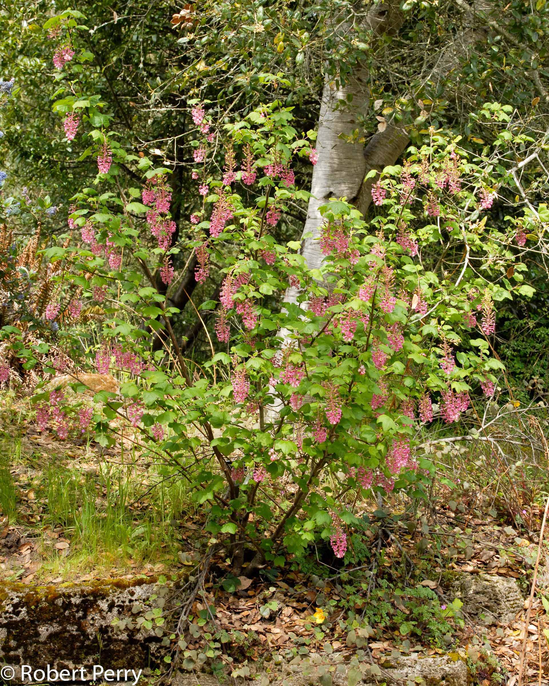 Red flowering currant Inland Valley Garden Planner