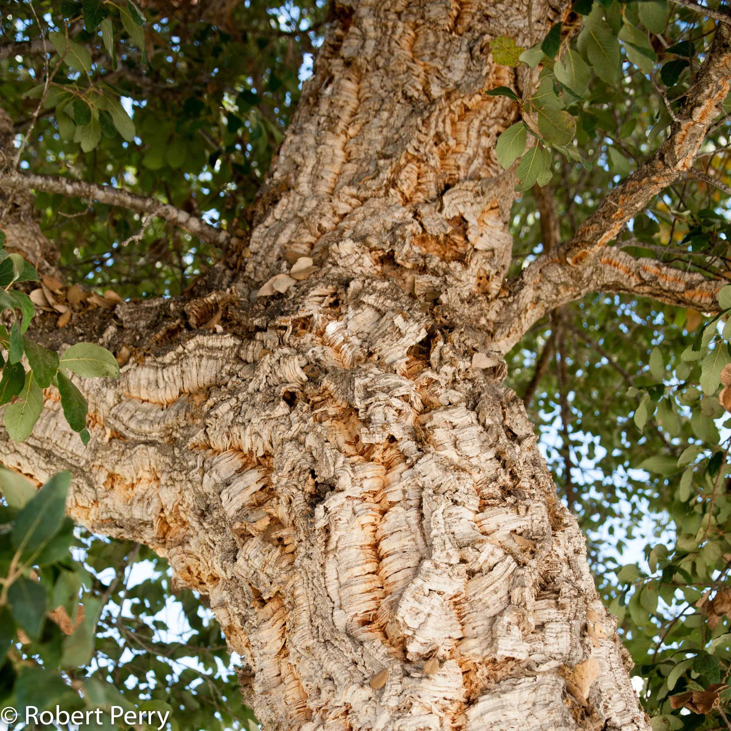 Quercus suber - Inland Valley Garden Planner