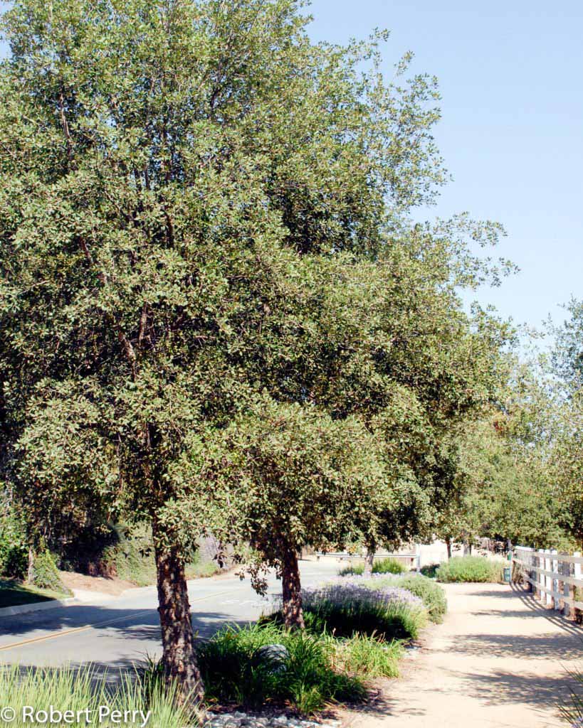 Cork oak - Inland Valley Garden Planner