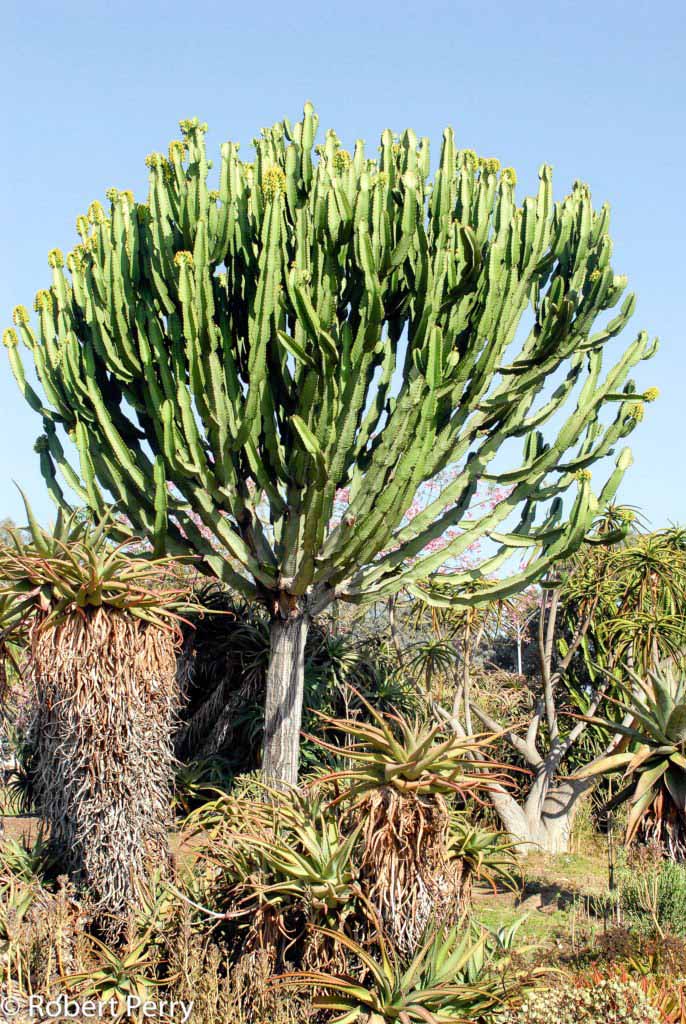 Euphorbia Ingens Candelabra Tree Cutting with Branches