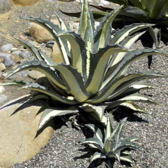 2 Plants d/'Agave 1 Americana et 1 Grandidentata-Cactus-succulentes-Aloe