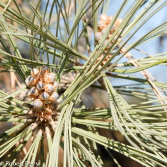 Torrey pine - Inland Valley Garden Planner