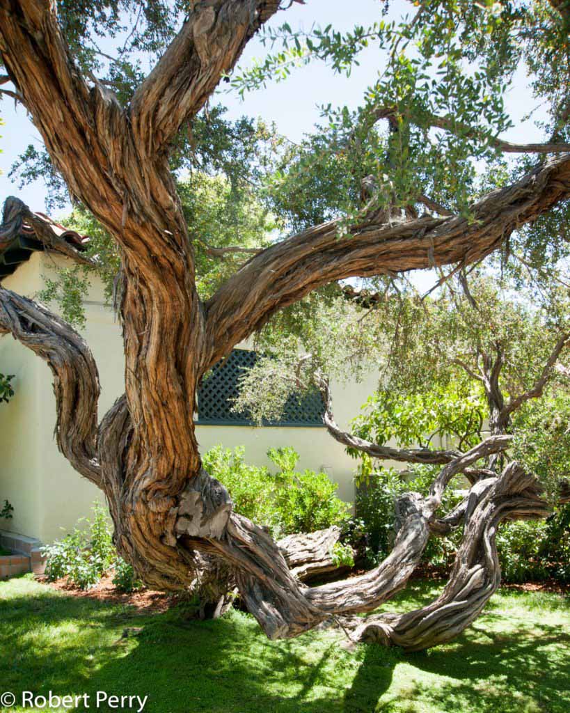 Australian tea tree + cvs - Inland Valley Garden Planner