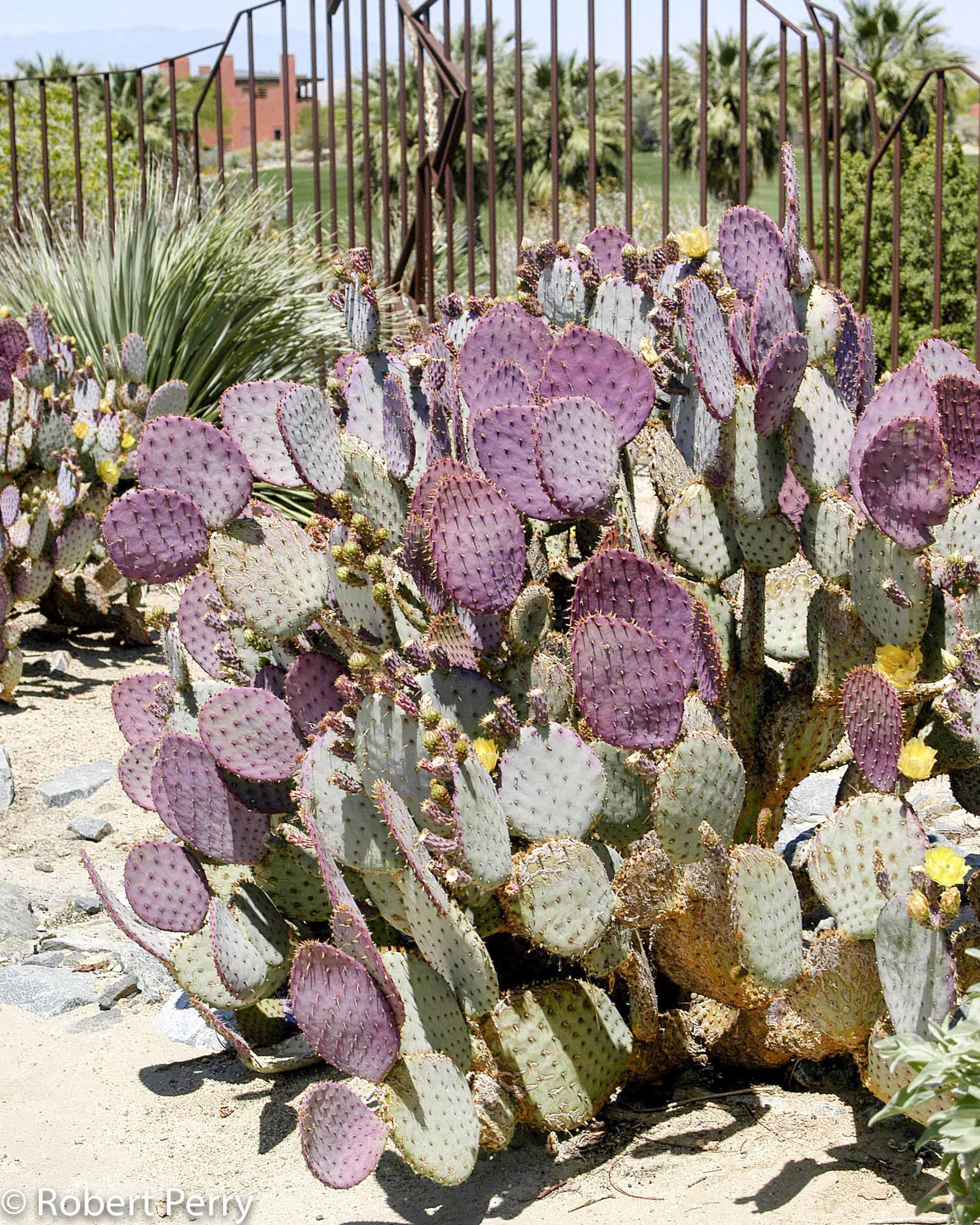 Purple Prickly Pear Inland Valley Garden Planner