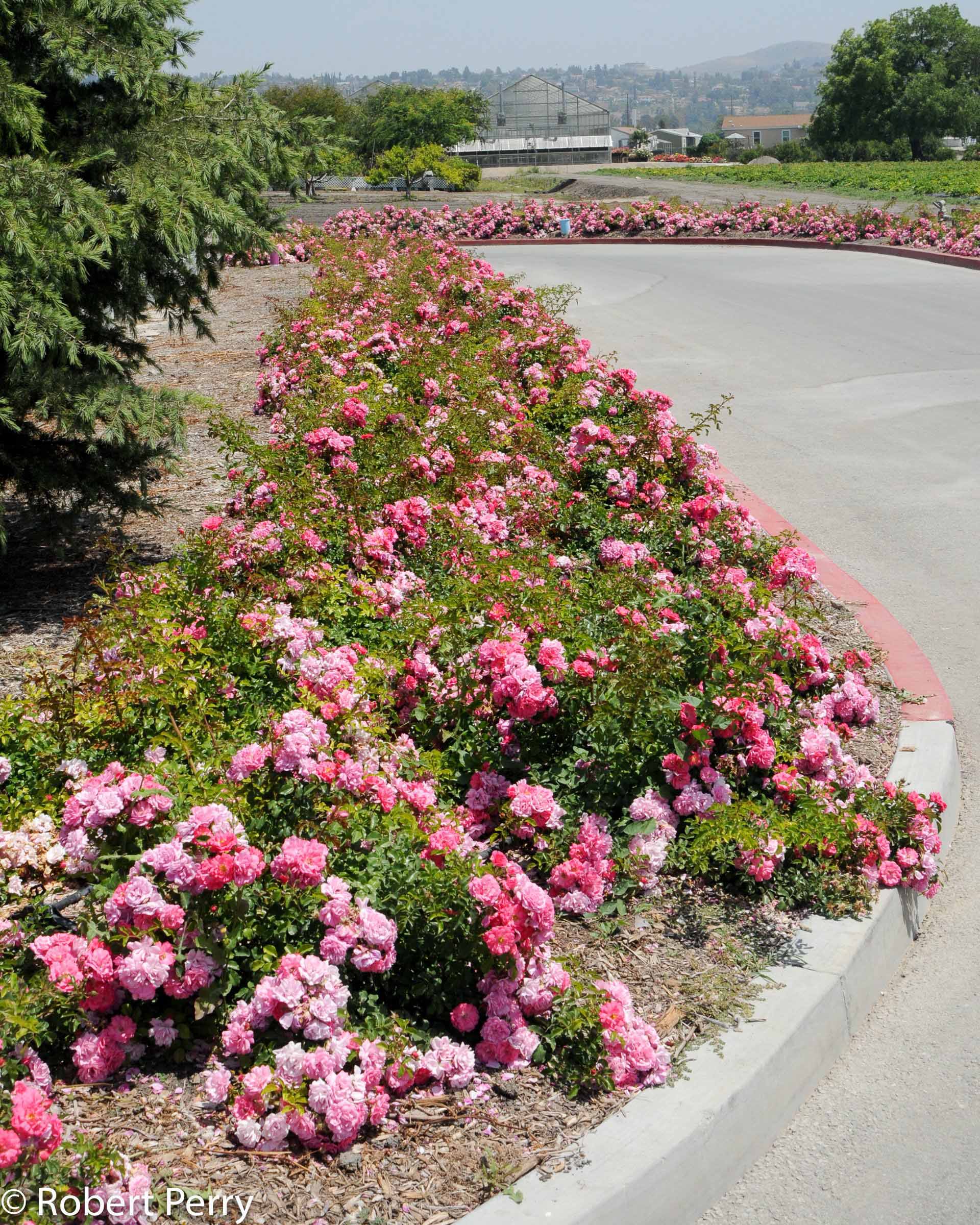 Floral Carpet Rose Inland Valley Garden Planner,Types Of Hamsters As Pets
