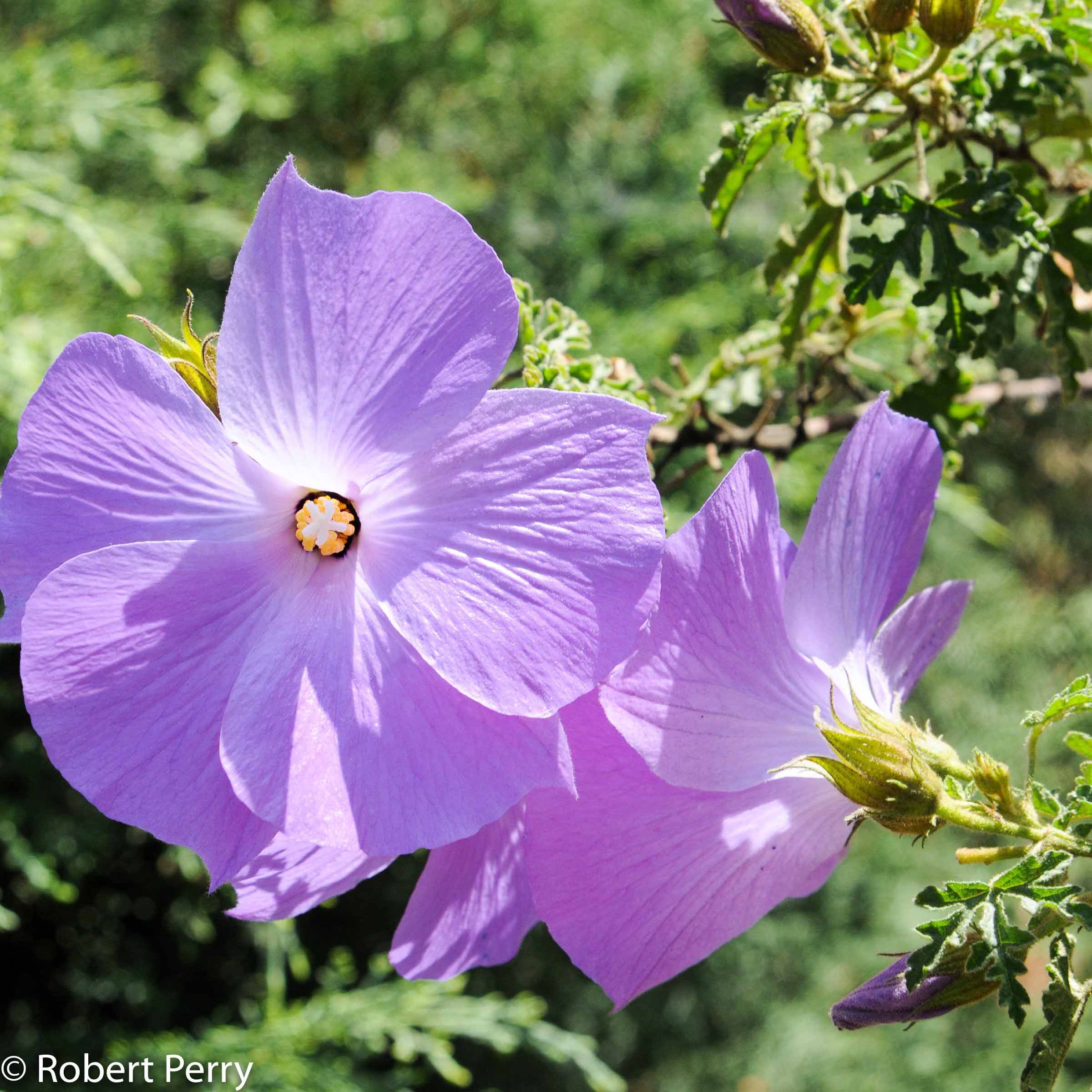 Blue Hibiscus Cv Inland Valley Garden Planner
