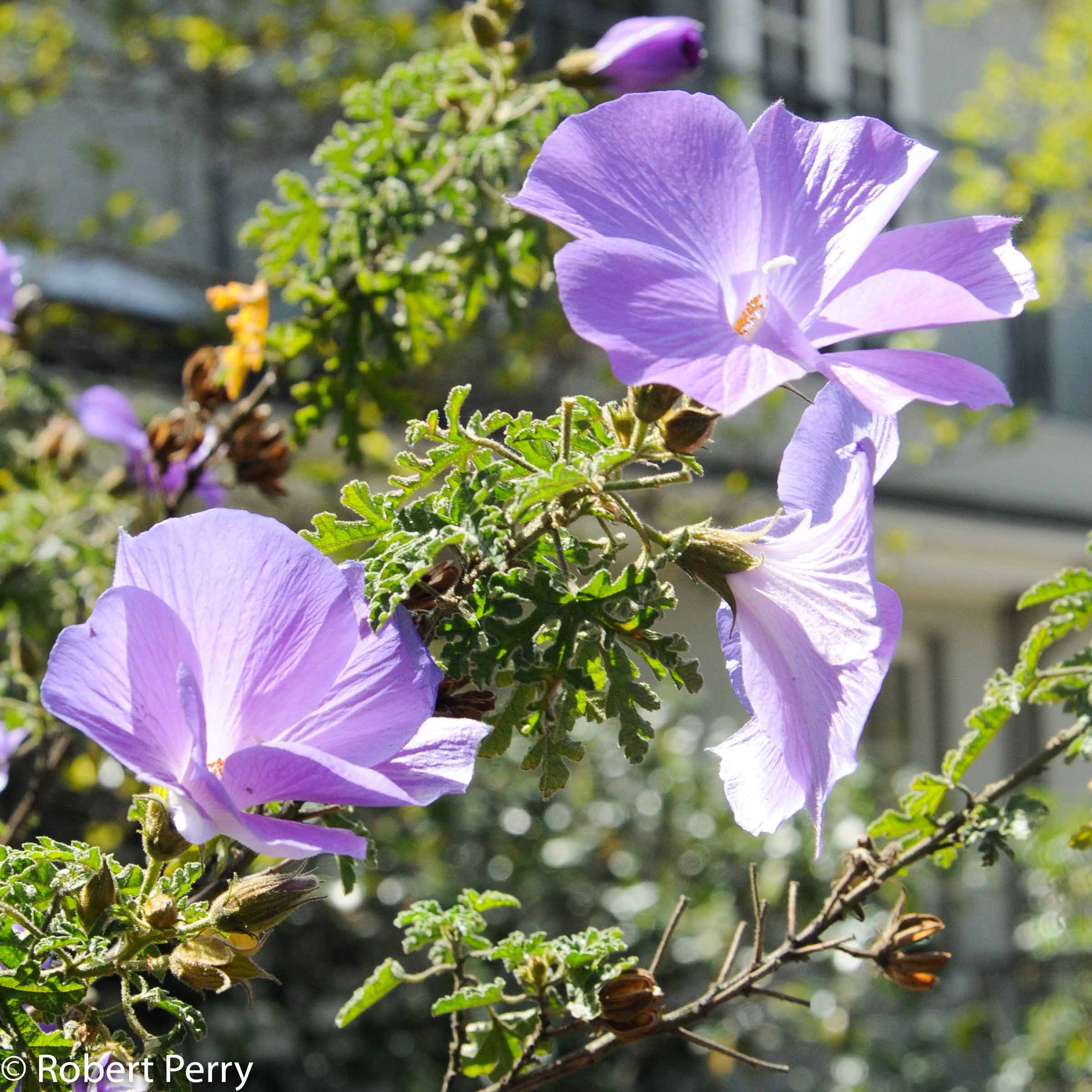 Blue Hibiscus Cv Inland Valley Garden Planner