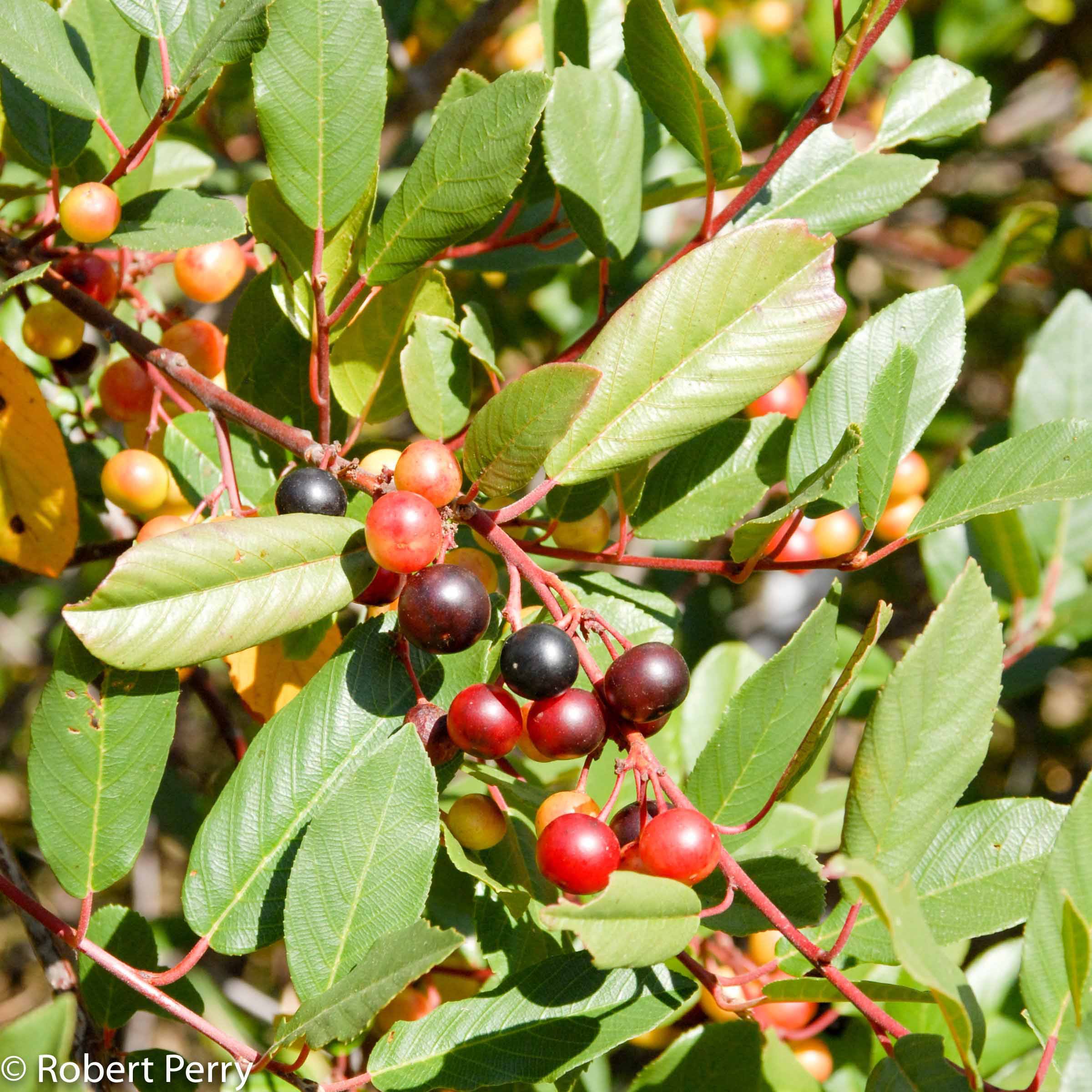 Coffeeberry + cvs - Inland Valley Garden Planner