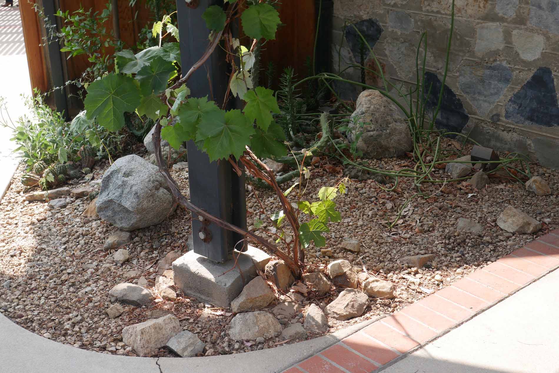 Gravel mulch with cobble and boulders at Maloof Foundation Garden in Rancho Cucamonga.