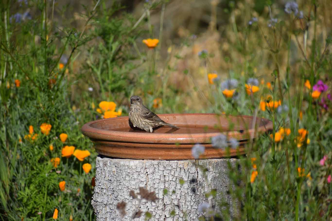 Sparrow enjoying a bath surrounded by annual wildflowers.